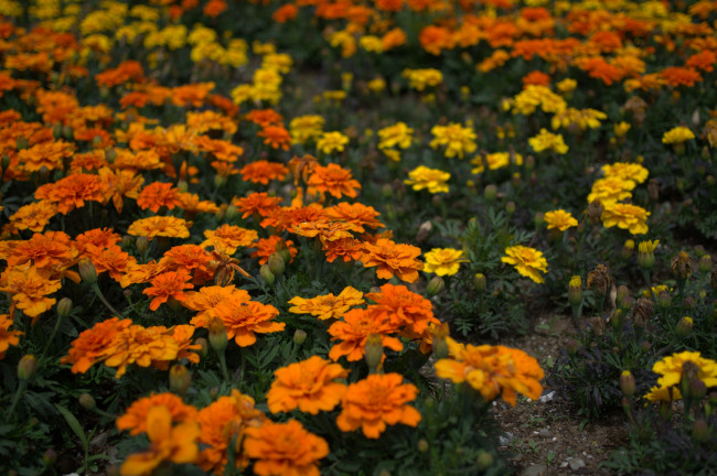 Обои картинки фото цветы, бархатцы, оранжевые, желтые, кустики, цветение, yellow, orange, flowering, bushes, marigold