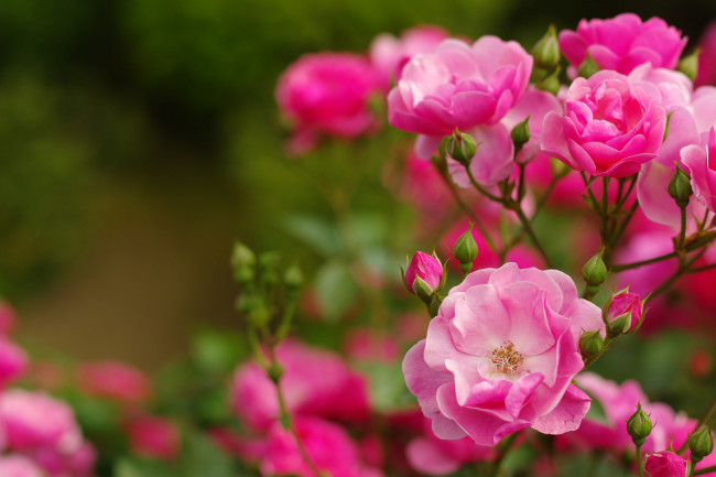 Обои картинки фото цветы, розы, цветение, розовая, кустарник