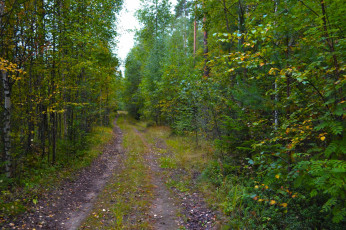 Картинка природа дороги проселок лес