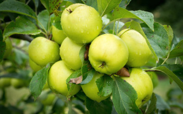 Картинка природа плоды яблоки роса