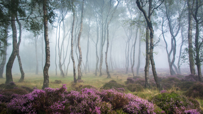 Обои картинки фото природа, лес, деревья, туман