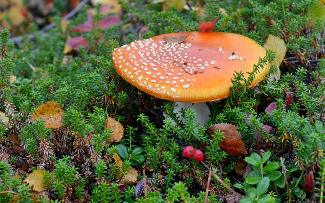 Обои картинки фото природа, грибы,  мухомор, брусника, мухомор, мох, гриб