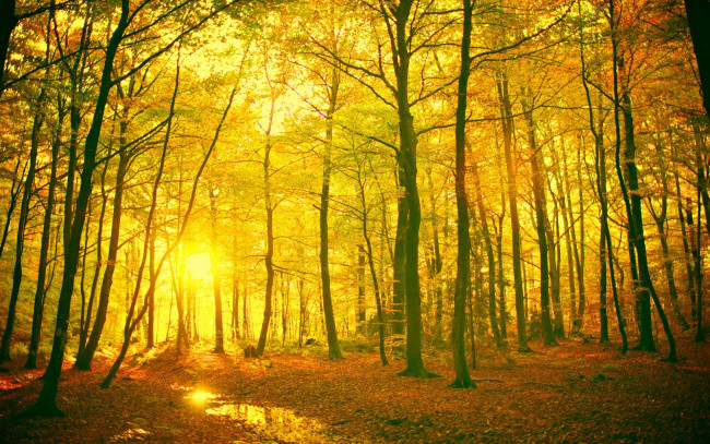 Обои картинки фото природа, лес, дерево, деревья, пейзаж, листья, листочки, ветки, ствол, желтый, красный, солнце, лучи