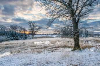 Картинка природа зима деревья снег поляна