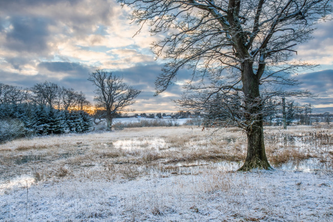 Обои картинки фото природа, зима, деревья, снег, поляна