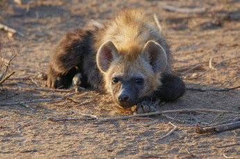 Картинка hyena животные гиены +гиеновые+собаки хищник