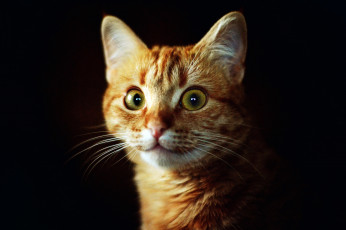 Картинка животные коты кошка киса кот