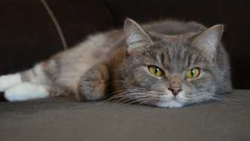 Картинка животные коты морда отдых взгляд