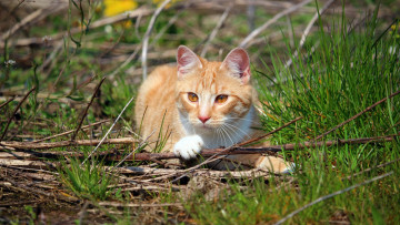 Картинка животные коты растения рыжий цвет