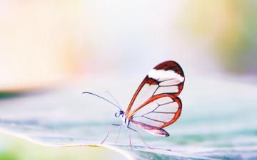 Картинка животные бабочки +мотыльки +моли насекомое
