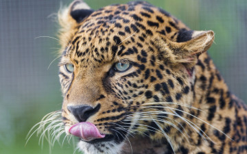 Картинка животные леопарды морда