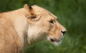 Картинка животные львы анфас морда