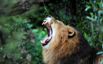 Картинка животные львы морда оскал