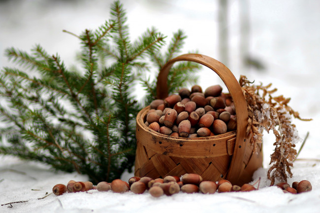 Обои картинки фото еда, орехи,  каштаны,  какао-бобы, ель, лукошко, композиция, зима, январь, лес, прогулка, репортаж, мороз, природа