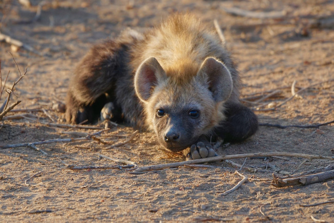 Обои картинки фото hyena, животные, гиены,  гиеновые собаки, хищник