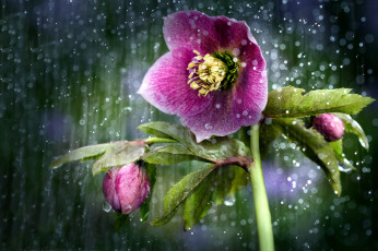 Картинка цветы геллеборус+ морозник капли