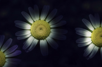 Картинка разное компьютерный+дизайн цветы фон ромашки