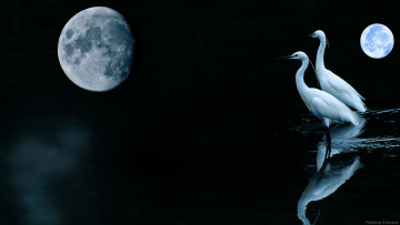 Картинка животные цапли +выпи планета луна