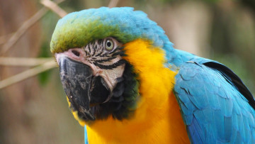 Картинка животные попугаи экзотический красочный птица ара попугай перо