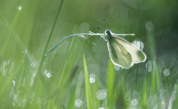 Картинка животные бабочки +мотыльки +моли бабочка фон стебель насекомое белая свет трава макро боке блики зеленый