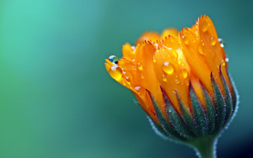 Картинка цветы календула капли оранжевый бутон