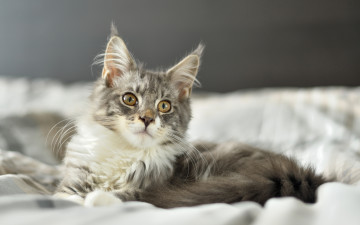 Картинка животные коты кот серый постель
