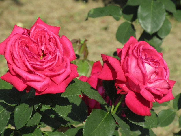 Обои картинки фото цветы, розы, лето, 2018