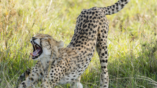 Обои картинки фото животные, гепарды, котёнок, хищник, трава, африка, гепард, зевает, саванна