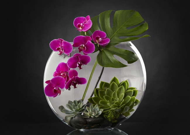 Обои картинки фото цветы, орхидеи, аквариум, орхидея, растения