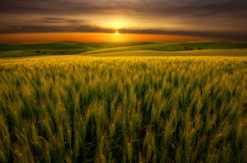 Картинка природа поля поле небо солнце облака закат вид рожь вечер колосья злаки луга ржаное