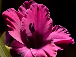 Картинка цветы гладиолусы розовый гладиолус макро