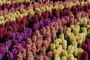 Картинка цветы гиацинты клумба разноцветные много