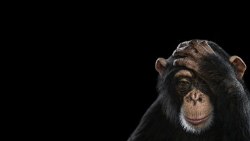 Картинка животные обезьяны обезьяна