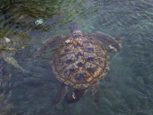 Обои картинки фото tortue, marine, животные, Черепахи