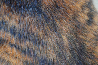 Картинка разное текстуры гиена шерсть шкура