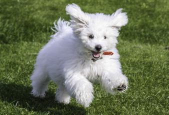 Картинка животные собаки щенок забавный пушистый белый