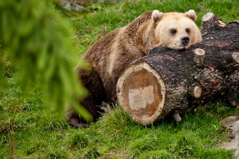 Картинка животные медведи отдых бревно