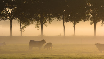 Картинка животные коровы буйволы пейзаж туман поле утро