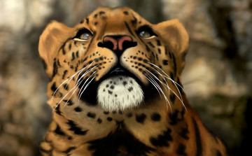 Картинка рисованные животные тигры морда голова хищник кошка дикая леопард