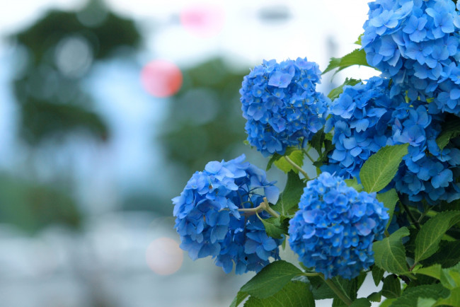 Обои картинки фото цветы, гортензия, куст, голубой