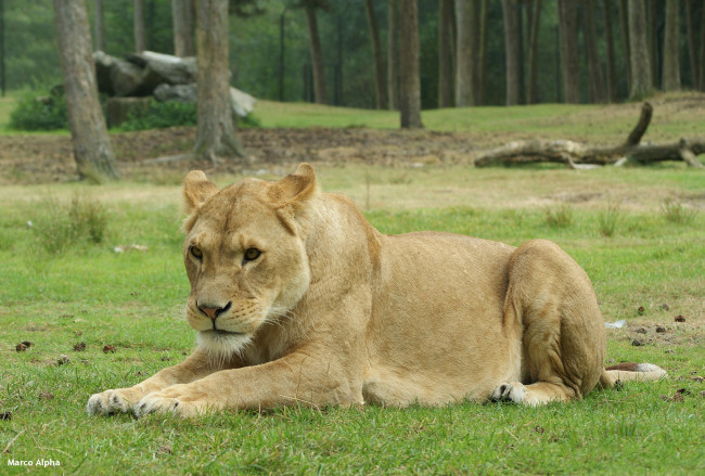 Обои картинки фото животные, львы, львица, морда, трава