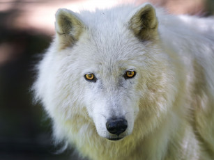 Картинка животные волки взгляд морда арктический волк мелвильский островной