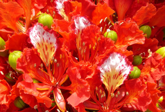 Картинка цветы делоникс королевский огненное дерево тропики