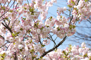 Картинка цветы сакура вишня весна