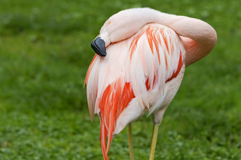 Картинка животные фламинго птица шея