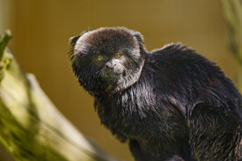 Картинка животные обезьяны мармозетка гельдиевая каллимико