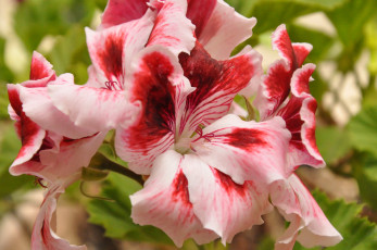 Картинка цветы герань пеларгония