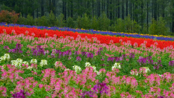Картинка biei hokkaido japan цветы разные вместе биэй лес поле луг Япония хоккайдо боке клеома