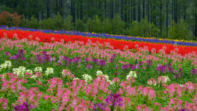 Обои картинки фото biei, hokkaido, japan, цветы, разные, вместе, биэй, лес, поле, луг, Япония, хоккайдо, боке, клеома