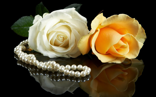 Обои картинки фото цветы, розы, бутоны, лепестки, бусы, отражение